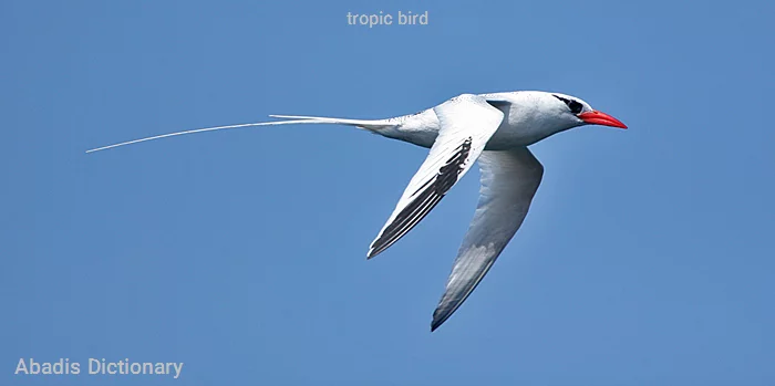 tropic bird